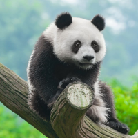 白馬嘯西風